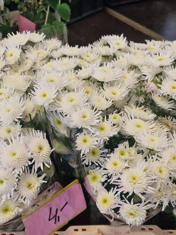 Mono-bos witte chrysanten