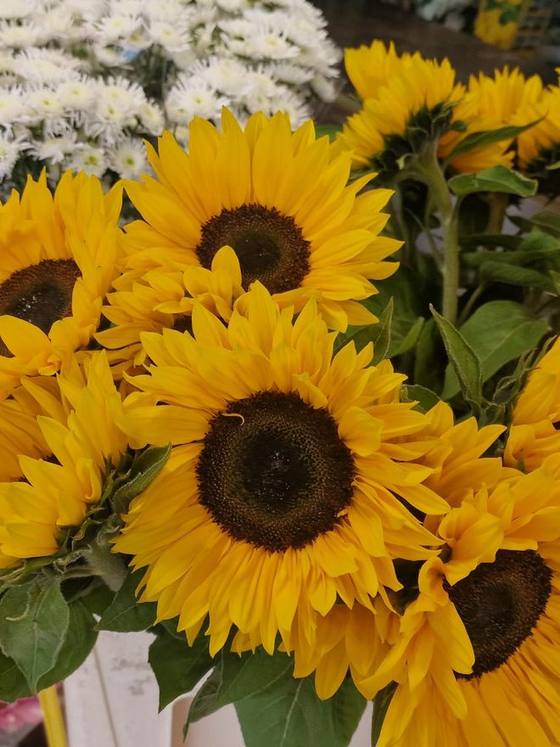Mono-bos zonnebloemen