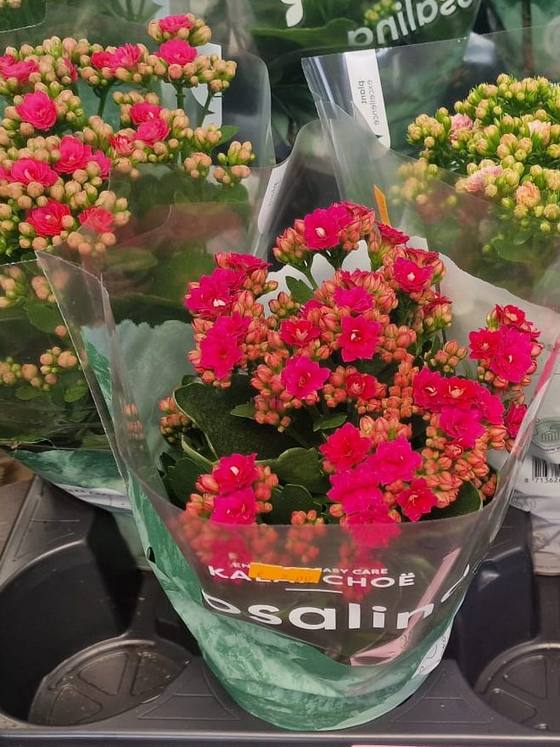 Kalanchoë in pot
